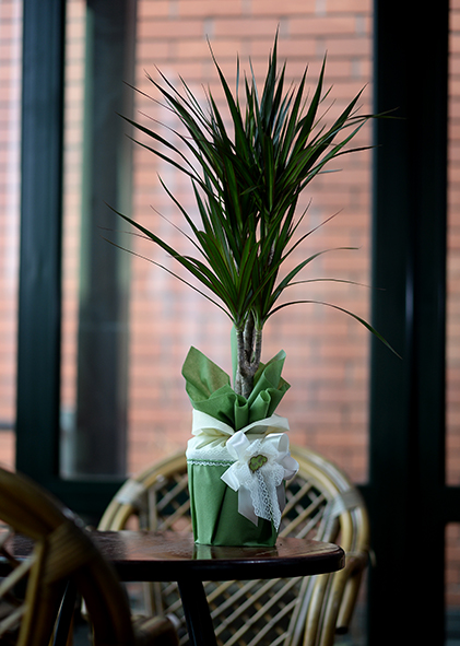 saksijsko cveće- dracena sa prelepim raskosnim liscem u obliku igilica u dekorativnom pakovanju.Poklondzija