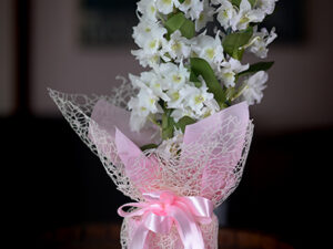 Najlepše saksijsko cveće- Bambus orhideja sa predivnim belim cvetovima i listovima bambusa u dekorativnom pakovanju.Prelep poklon za useljenje.Poklondzija