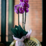 najlepše saksijsko cveće ljubičasta orhideja 2 grane sa dekorativnom pakovanjem.Poklondzija