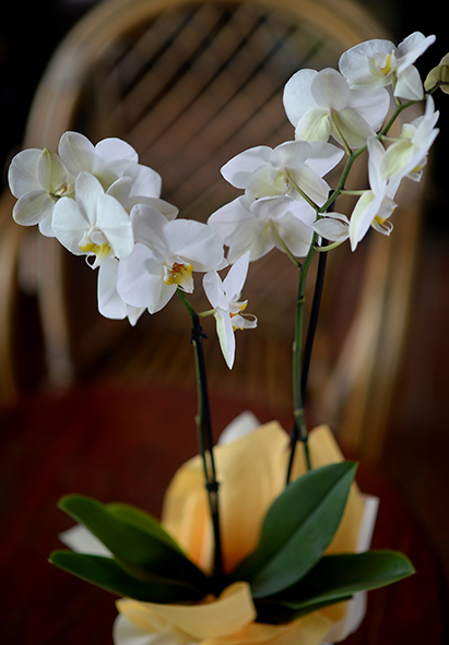 orhideja sa dve grane